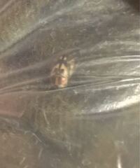 部屋の服を入れている袋の中に変な虫がいました 何の虫かわか Yahoo 知恵袋