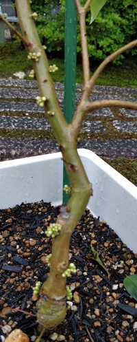 ジャボチカバの苗の写真を見てください ピントが後方にずれてます Yahoo 知恵袋