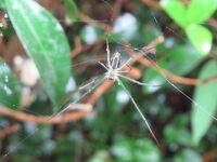 腹側からの写真ですが、円形の網を張るこのクモの種類はなんでしょうか？
体長は１センチ、足を広げて３センチほどです。 
