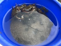 海でカニとヤドカリ捕まえました 淡水で飼うのは可能ですか Yahoo 知恵袋