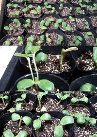 枝豆の栽培について玉ねぎの後作に植えようと思って ポットに枝豆 Yahoo 知恵袋