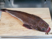 鮮魚店でミニマあんこうって魚を見つけたんですが 検索してもミニマあんこう Yahoo 知恵袋