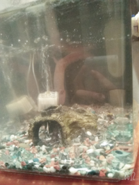 みなとみらいと横浜駅近辺に熱帯魚屋はありますか できれば大型店 Yahoo 知恵袋