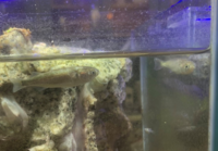 この魚の名前を教えてください 三重県田んぼの用水路 田んぼ時期以外 Yahoo 知恵袋