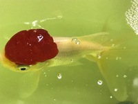 飼っている金魚がエラから血を出していました ずっと出でいたわけではな Yahoo 知恵袋