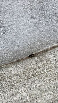 玄関の前に虫が大量発生しています 教えて 住まいの先生 Yahoo 不動産