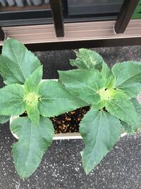 はじめてミニひまわりを植えてみました しかし 葉っぱがこのように茶色く枯 Yahoo 知恵袋