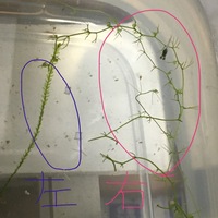 ウィローモスと名前のついたものを買い メダカ水槽を漂わせています ずいぶ Yahoo 知恵袋