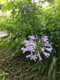 この花の名前を教えてください アガパンサスに似てますが アガパン Yahoo 知恵袋
