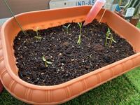 コスモスの種を植えたのですが 出てきて真ん中の方がしおれてすぐ倒れてしま Yahoo 知恵袋