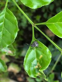 庭のシマトネリコの葉にいたこの虫の名前が知りたいです 大きさは Yahoo 知恵袋