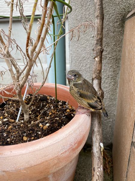 この鳥の種類はなんですか 名前を教えてください うちの玄 Yahoo 知恵袋