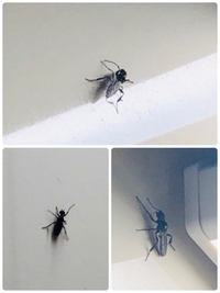 最近になって コバエのような羽アリのような黒い羽のついた虫が家 Yahoo 知恵袋