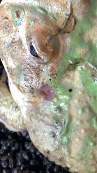 ツノガエルに振動は良くないですか クランウェルツノガエルをかっています 一 Yahoo 知恵袋