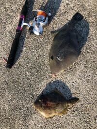 イガミとはどんな魚ですか イヤミとは違いますか シェー Yahoo 知恵袋