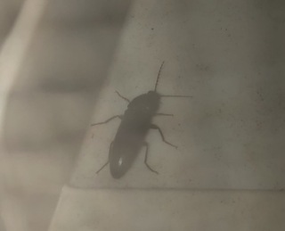 最近ベランダで見かける虫なのですが 画像の黒くて細長い虫です Yahoo 知恵袋