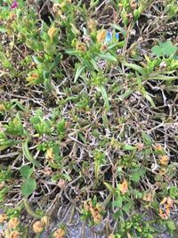 マツバギクの異状 ある日気付いたら下の写真の様に根元から何か黒いの Yahoo 知恵袋