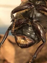 これは羽化不全でしょうか 幼虫から育てていたカブトムシが一昨日 Yahoo 知恵袋