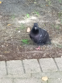 この鳩ずっと片足立ちでした なんででしょう ボケも歓迎 Yahoo 知恵袋