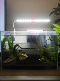 ネオンテトラ 保温ナシで越冬させた方 いますか 私が住んでい Yahoo 知恵袋