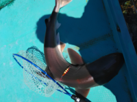 このサメの種類を教えてください 和歌山で船から釣りをして Yahoo 知恵袋