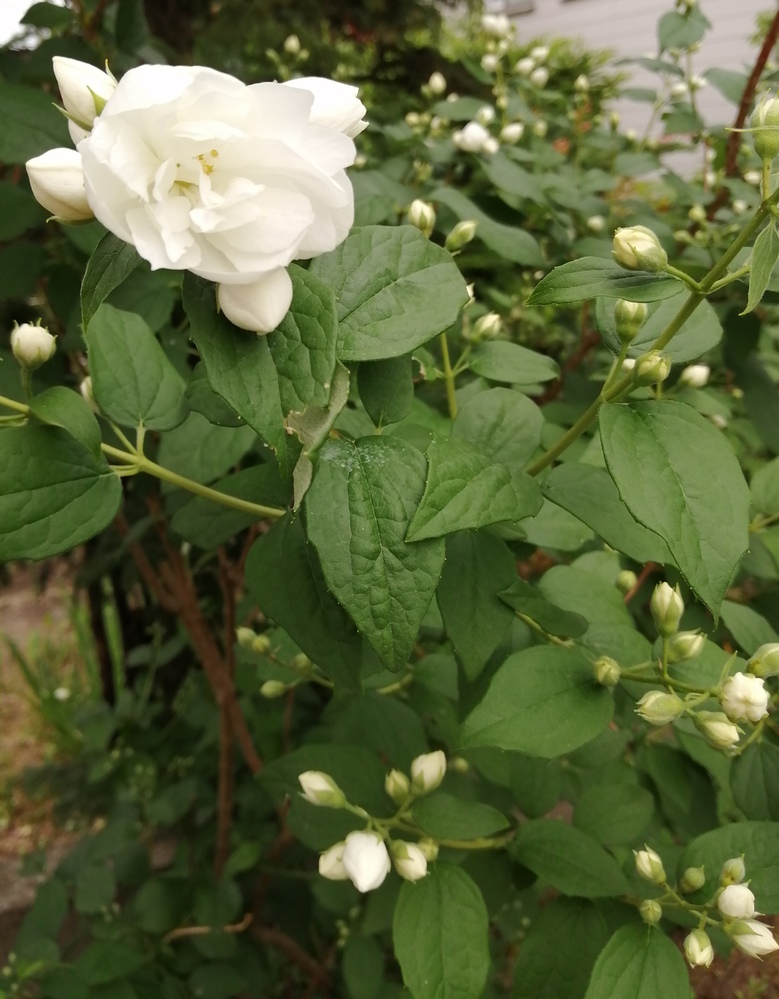 画像の花 庭の木にバラに似たお花が咲きました 何という名前です Yahoo 知恵袋