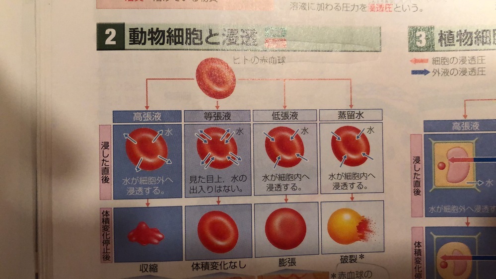 高校生物についての質問です 何故ヒトの赤血球が低張液内にある場合は膨張す Yahoo 知恵袋
