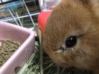 うさぎを飼っています もともと目の周りが白い子だったのですが Yahoo 知恵袋