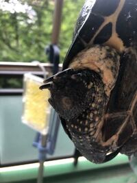 亀さんの足の真ん中に このような若干白いできものが出来てます Yahoo 知恵袋