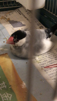 文鳥が最近 ゲージの床で座っています 1歳半のオスの文鳥を飼っているので Yahoo 知恵袋