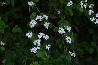 この白い小花が咲いている植物の名前を教えてください よろしくお Yahoo 知恵袋