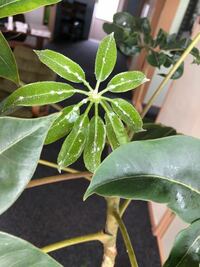 観葉植物にカビのようなものが 職場にある観葉植物で名前は Yahoo 知恵袋