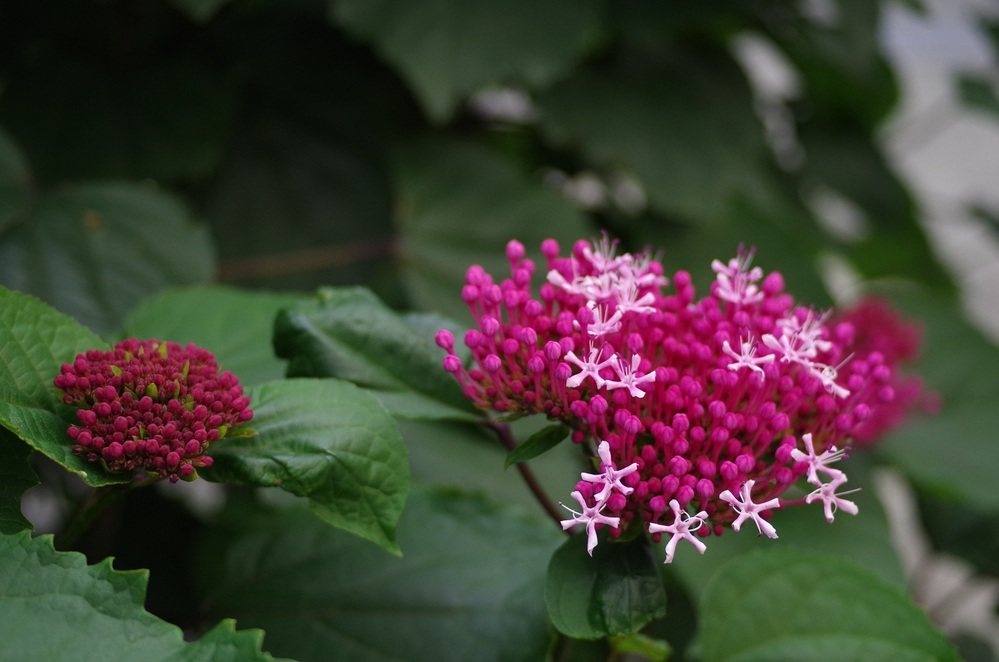 近所でみかけた花ですが クサギに似ていると思ったのですが 花の Yahoo 知恵袋