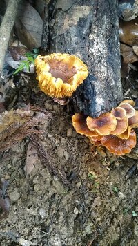 きのこ傘は方言ですか きのこが開いた部分を言う 傘 Yahoo 知恵袋