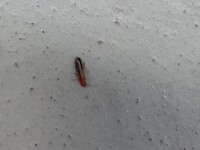 画像あり これはシロアリ発生でしょうか 2階のベランダの洗濯物にこの虫がついてい 教えて 住まいの先生 Yahoo 不動産