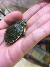 キバラガメはミシシッピアカミミガメの亜種なので 屋外飼育で越冬 冬 Yahoo 知恵袋