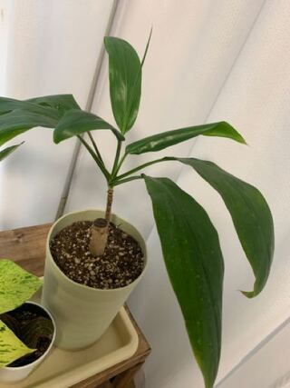 観葉植物をホームセンターで購入したのですが 名前が書いてなく調べてもわか Yahoo 知恵袋