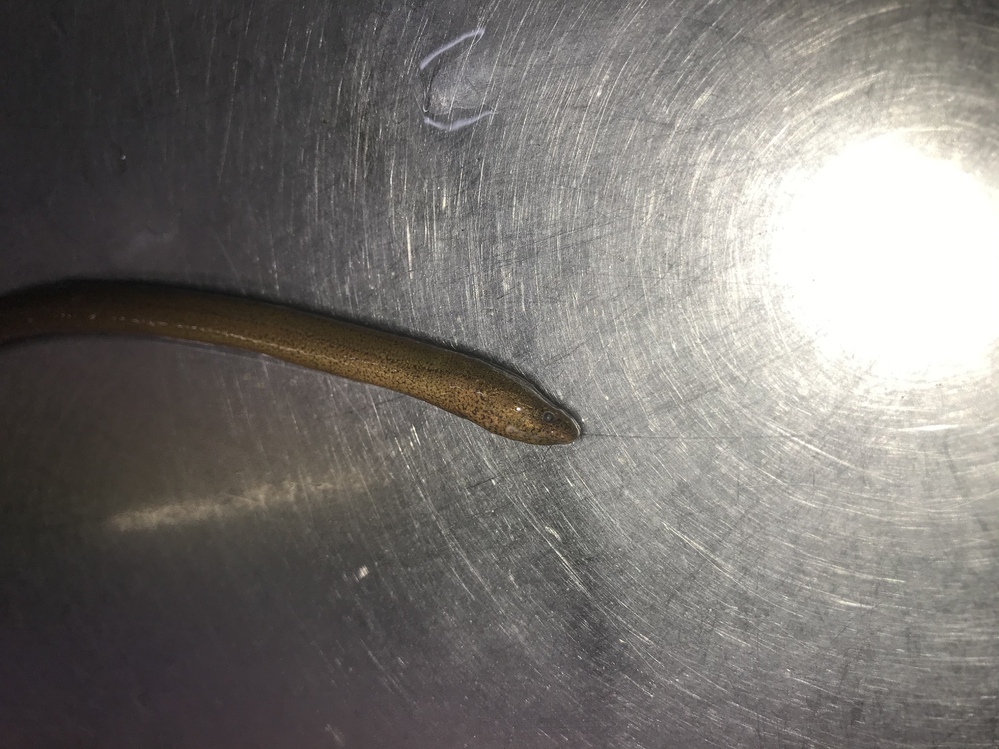 どじょうに混ざって 出てきました タウナギでしょうか ご教授下さい 長さ Yahoo 知恵袋