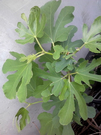 この植物の種類が分かる方いますか 北海道からです イチジク の木 Yahoo 知恵袋