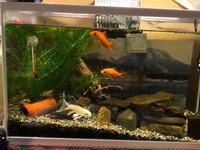 アナカリスがボーボーなんですけどどのようにトリミングすべきです Yahoo 知恵袋