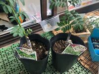 山椒の実がつかない花は咲いたのですがやはり受粉でしょうか来年対策になりま Yahoo 知恵袋