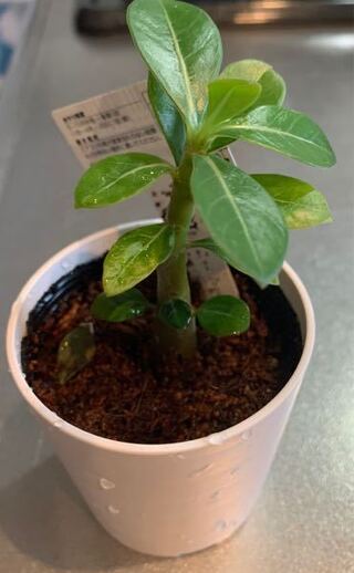 100均で植物を買ったのですが名前が書いてなくて何の植物か分かりません Yahoo 知恵袋