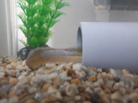 ウナギを飼っている方 飼育に詳しい方に質問です数日前から今まで元気だった個体 Yahoo 知恵袋