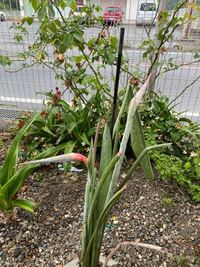 極楽鳥花の花の蕾が咲きません 植え替えしたばかりなのですがどう Yahoo 知恵袋