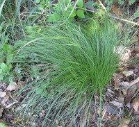 この細長い葉のイネ科の植物は何ですか 日の当たらない樹陰に生えていました Yahoo 知恵袋