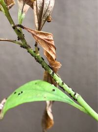 教えてください ミモザに虫はつきやすいですか 付くとすれば どんな虫でし Yahoo 知恵袋