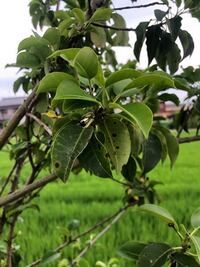 ソヨゴの葉っぱが茶色や黄色になってしまいました 植えている場 Yahoo 知恵袋