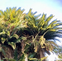 庭のソテツの高さの調整方法についてお聞きします ソテツの高さがドンドン高く Yahoo 知恵袋