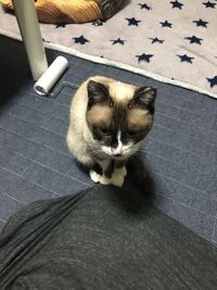 スノーシューという猫を飼いたいと思っているのですが 日本ではなかなか見つかりま Yahoo 知恵袋