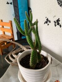 このサボテンちゃんの 種類と育て方を教えてください 頂い Yahoo 知恵袋